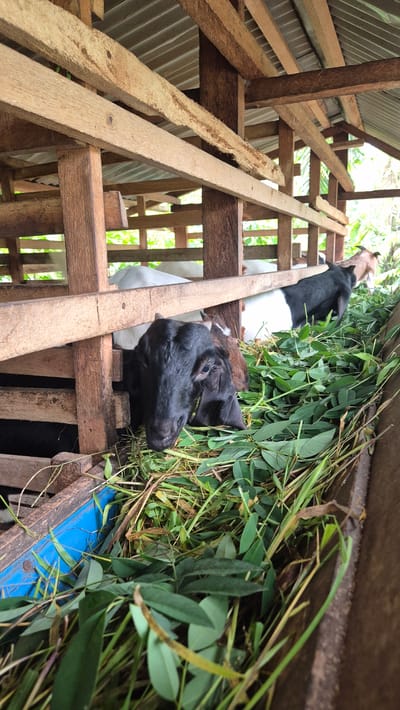 A black goat is eating grass in a wooden pen in Mee, Indonesia. The goat is lying down with its head in a trough full of grass. The pen is made of rough-hewn wooden planks, and the roof is corrugated metal. Other goats, mostly white, are visible in the background. The scene appears to be outdoors, with some greenery visible beyond the pen.