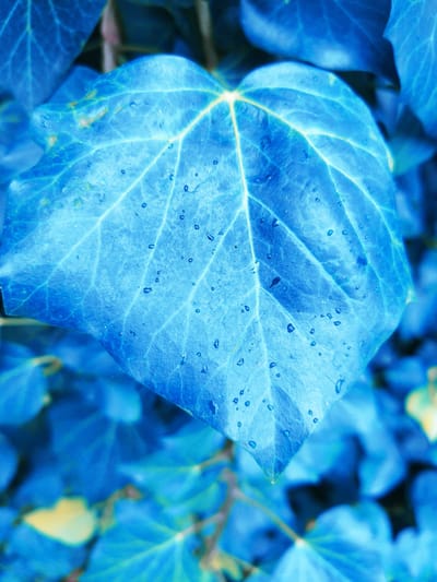 The image shows a close-up of a single, heart-shaped leaf, intensely blue in color, with visible veins and tiny water droplets on its surface. The leaf is positioned in the center, angled slightly upwards. The background consists of other blurred blue leaves, suggesting a foliage-heavy environment. The overall impression is one of a surreal, monochromatic natural scene. The image does not contain any elements that would allow for the identification of a specific location within Skadovsk, Ukraine.