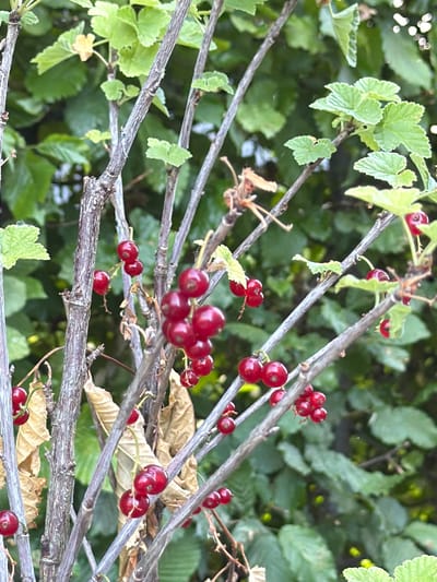 A close-up, eye-level, outdoor shot showcases a red currant bush. The bush's branches are thin and gray, with a slightly textured bark. Numerous clusters of ripe red currants are visible, some in focus and others slightly blurred. Small, light green leaves are interspersed among the branches, with a few dried, brown leaves also present. The background is a dense mass of green foliage, creating a soft, blurred backdrop. The image appears to have been taken during daylight hours. The exact location in Junglinster, Luxembourg, is not specified, but the presence of a common garden plant suggests a domestic or public green space. There are no people or animals visible in the frame.