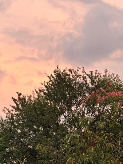 This image depicts a view of trees against a sky at sunset. The sky is filled with clouds, predominantly in shades of pink and gray, suggesting the sun is low on the horizon. The trees are lush and green, with branches extending upwards towards the sky. In the upper right portion of the image, there are clusters of delicate pink blossoms on one of the trees. The scene appears to be an outdoor setting, likely a park or a residential area with mature trees, in Slavyani, Bulgaria. No people or specific actions are visible. The image captures a natural, serene environment at dusk.