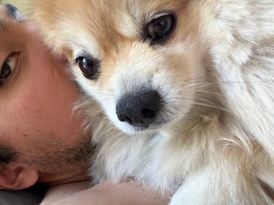 Close-up shot of a man and a cream-colored, long-haired dog. The man's left eye, part of his ear, and facial hair are visible on the left side of the frame. The dog is positioned in front of the man, with its face close to the camera. Its black nose and dark eyes are prominent. The dog's fluffy fur fills the right side of the frame. Location cannot be determined from this image.