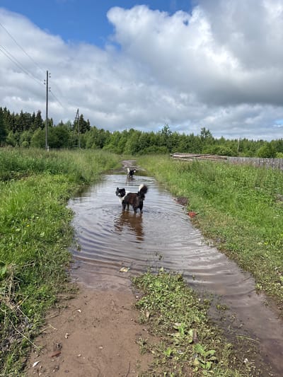 Three dogs are walking in a muddy puddle on a dirt road in a rural area. The road is surrounded by tall grass and trees. There are telephone poles and wires in the background. The sky is cloudy. The image appears to have been taken in the city of Kurgan, Russia.