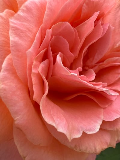 This is a close-up, high-angle shot of a light pink rose. The petals are layered and unfurling, with soft curves and delicate folds. The lighting is bright, creating subtle shadows that highlight the texture of the petals. There is a hint of a darker green background on the far right side of the image, suggesting the rose is outdoors or in a natural setting. The focus is sharp on the petals, capturing the fine details of their texture and color variations, which range from a soft peach to a deeper pink. No people, text, or specific activity are visible. The context of Piatykhatky, Ukraine is noted, but there are no visual cues within the image to confirm this location.