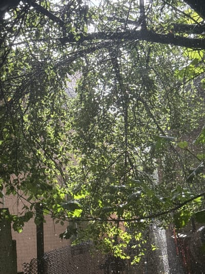 The image depicts a view looking up through the branches of a tree with green leaves. Small white specks, likely water droplets, are visible against the bright sky and leaves, suggesting it might be raining or that water is falling through the branches. The branches form a dense canopy, with sunlight filtering through the leaves and creating highlights. In the background, a dark, textured surface, possibly a fence or netting, is visible, along with the side of a building. The scene appears to be outdoors, possibly in a garden or yard. The lighting suggests it is daytime, with bright sunlight. The overall mood is somewhat dappled and naturalistic, with the focus on the interplay of light, leaves, and water. No people or text are visible in the image.