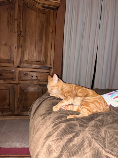 A ginger tabby cat is draped over the edge of a brown upholstered piece of furniture. The cat's head and front paws hang downwards. Below the cat and furniture is a wooden cabinet. Above is a white and pale brown horizontal-striped covering. The scene is in an indoor setting. The location is Cañada de Madero, Mexico.