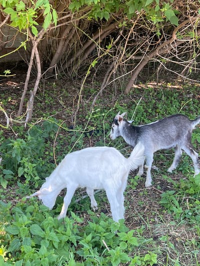 Two young goats, one white and one gray and black, are grazing in a grassy, wooded area. The white goat is in the foreground, its head lowered to eat. The gray and black goat is slightly behind and to the right, looking to the left. The background consists of dense shrubs and trees. The ground is covered with green vegetation and dry leaves. The scene appears to be in a rural or semi-rural setting, possibly a backyard or a park, located in the vicinity of Pivkino, Russia.