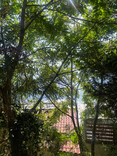 The image depicts a partially obscured view through dense green foliage, likely from an elevated position, overlooking elements typical of a coastal town. The scene is located in Cap-d'Ail, France.

In the foreground, a thick canopy of vibrant green leaves and tree branches dominates the upper and left portions of the frame. Sunlight filters through the foliage, creating bright lens flares and dappled light effects. Several tree trunks and branches are visible, forming a natural frame.

In the midground, a substantial portion of a red terracotta-tiled roof is prominent, curving downwards from left to right, indicative of Mediterranean architectural style. To the right of the tiled roof, a section of a light-colored building wall is visible, featuring a rectangular, horizontally slatted structure or vent. Further dense green vegetation surrounds and partially obscures these structures.

In the background, visible through gaps in the foliage and above the roofline, is a body of water, consistent with the Mediterranean Sea. The water appears blue and exhibits sparkling reflections of sunlight on its surface. No people, discernible subjects, or specific actions/interactions are present within the frame. The environment is characterized by lush coastal vegetation under bright daylight.