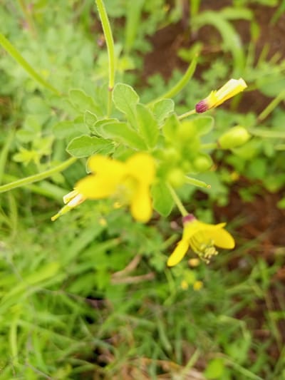 The image is a close-up, blurred shot of a plant with yellow flowers and green leaves. The plant appears to be growing outdoors in a natural environment, with hints of brown soil and other green foliage in the background. There are no people or visible structures in the image. The specific location in Zinna, Nigeria, is not discernible from the visual information provided.