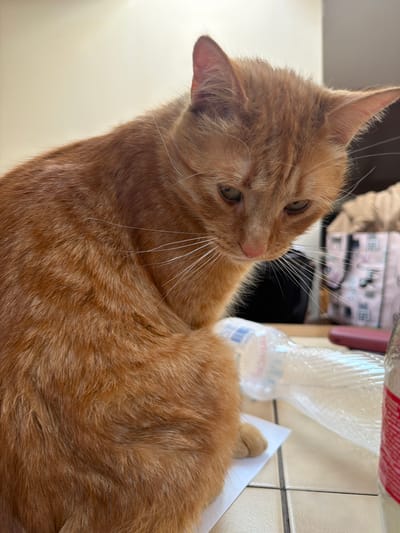 This is a close-up, slightly tilted, indoor photograph of an orange tabby cat. The cat is the primary subject, positioned in the center of the frame, with its head turned to the left, looking away from the camera. Its fur is a warm, reddish-orange hue with darker tabby markings visible on its face and neck. The cat's eyes are a greenish-brown, and its white whiskers are prominent.
In the background, out of focus, are various objects. To the right, a clear plastic bottle, possibly containing liquid, is visible. The bottle has some condensation on it. Behind the cat's head, there appear to be some boxes or containers with pink and white patterns. The setting suggests an indoor environment, possibly a kitchen or living area, with tiled surfaces visible on the right. The lighting appears to be artificial, casting soft shadows. No specific time of day or weather conditions are discernible. The overall mood conveyed is one of casual observation of the pet.
There is no visible text in the image, other than what might be on the label of the plastic bottle, which is illegible due to the focus and angle. The location context of Stryi, Ukraine is not directly indicated by visual cues in the image itself but is provided as external information.