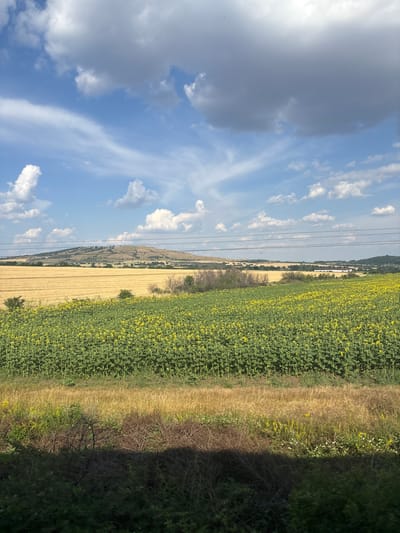 The image depicts a rural landscape in Svoboda, Bulgaria, under a partly cloudy sky. The scene is dominated by a vast field of sunflowers, their yellow blooms creating a vibrant contrast against the green foliage. To the left of the sunflower field, a strip of dry, golden grass runs parallel, leading to a more distant field of harvested crops, appearing as a textured, light brown expanse. Beyond these fields, a gently rolling hillside is visible, dotted with trees and a few scattered buildings, suggesting a small rural community. The sky is a mix of bright blue and diffused sunlight, with scattered white and grey clouds, indicating fair weather. Several power lines stretch across the horizon, indicating the presence of infrastructure. The time of day appears to be afternoon, given the angle of the sun casting shadows. The overall impression is one of a serene, agricultural landscape. There is no visible text in the image.