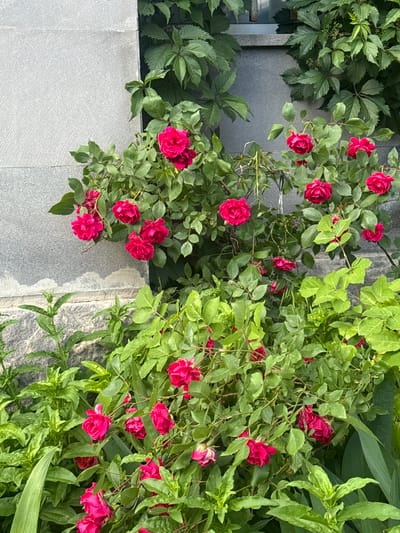 A cluster of bright pink roses is blooming in front of a grey stone wall in the city of Abovyan, Armenia. The roses are on a bushy plant with green leaves and some appear to be slightly wilting. The stone wall is textured and appears to be part of a building. Green leafy vines are growing on the wall above the roses. The lighting suggests it is daytime.