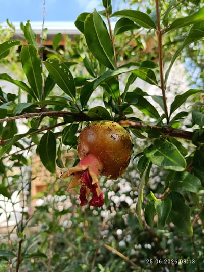 A close-up shot focuses on a small, unripe pomegranate hanging from a branch, surrounded by green leaves. The fruit has a reddish-yellow hue and appears to be covered in tiny green particles. The remnants of a withered flower, with red petals, are visible at the bottom of the fruit. Several ants are crawling on the pomegranate. The background is a blur of green foliage and hints of a building, suggesting an outdoor setting, possibly a garden in Erkin, Uzbekistan, given the date stamp "25.06.2026 08:13". The sky is visible in the upper left corner.