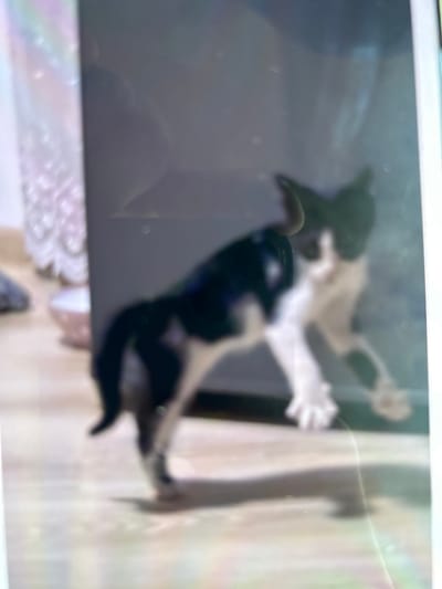 The image shows a black and white cat standing on a light-colored floor. The cat is facing to the left, with its head turned towards the camera. Its body is in a mid-stride pose, with its front right paw extended forward. The cat has black fur on its back and tail, and white fur on its chest, belly, and paws. There is a blurred background with hints of a pink bowl and a decorative object. The lighting suggests an indoor setting. No specific location in Voivodino, Bulgaria, can be identified from the image.