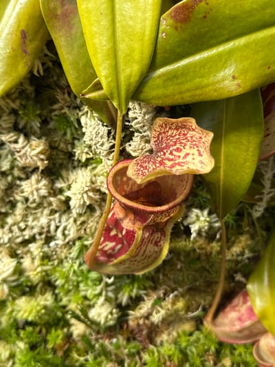 A close-up, overhead shot captures a pitcher plant with red and white markings, sitting amongst moss and other greenery. The plant has a small, bell-shaped pitcher with a ruffled rim. The surrounding environment is a dense carpet of various shades of green and off-white moss, indicative of a terrarium or humid display. The image does not contain any information that would allow for a specific location within Glasgow, United Kingdom to be identified.