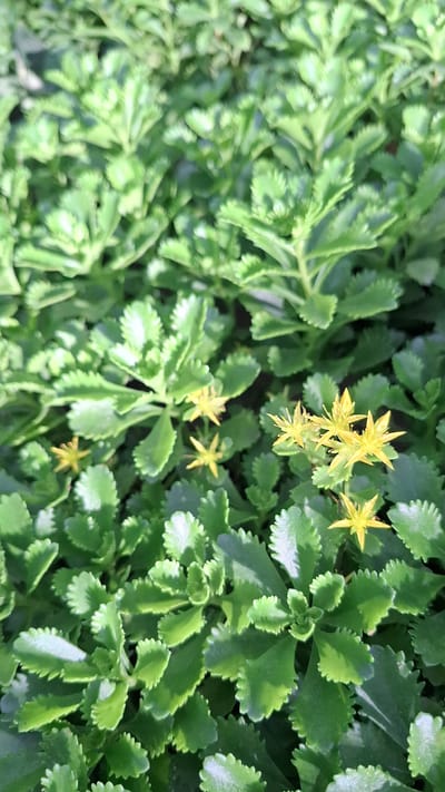 A close-up, top-down shot of a dense ground cover of green succulent plants with small, yellow, star-shaped flowers scattered throughout. The leaves are fleshy, rounded, and have serrated edges. The lighting suggests an outdoor, natural environment, possibly a garden or park in Шұбарсу, Kazakhstan, with sunlight casting shadows and highlighting the glossy texture of the leaves. There are no people or animals visible in the image.