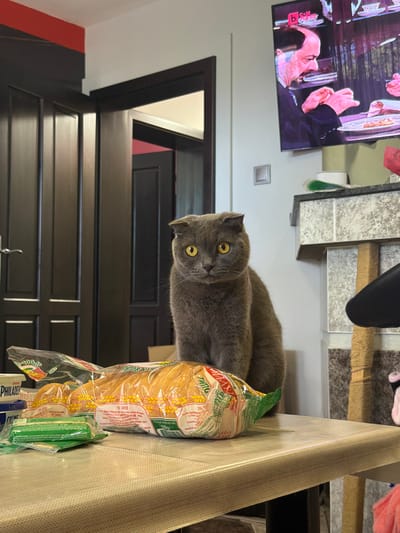 In a residential interior in Novi Iskar, Bulgaria, a Scottish Fold cat with gray fur and yellow eyes is perched on a table. In front of the cat, a package of bread is visible, along with a container of Philadelphia cream cheese and a package of green food items. Behind the cat, a television screen displays a scene with a man. The room has dark wooden doors and a wall-mounted light switch. The overall environment appears to be a living room or dining area.
