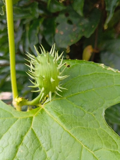 The image displays a close-up view of a solitary, immature, green, ovoid fruit densely covered with sharp, pale green spines, located in Masulog, Philippines. The fruit, approximately 2-3 centimeters in length, is attached via a short green stem to a larger plant structure emerging from behind a prominent, broad green leaf that occupies the lower and right portions of the frame. A vibrant green vertical stem is partially visible on the left side. A small, yellowish-green bud or nascent tendril is present at the fruit's base. The large foreground leaf exhibits clear venation and minor surface irregularities. The background consists of heavily blurred green foliage, signifying a natural, outdoor environment, with several distinct circular bokeh effects. No people, explicit actions, or interactions are depicted.