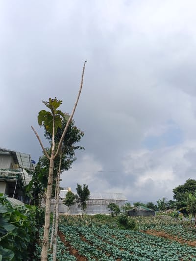 A rural scene showcases a cultivated field of low-lying green plants arranged in neat rows. In the background, a greenhouse structure sits amid other vegetation. A slender tree with sparse leaves and bare branches stands prominently in the foreground. Adjacent to the field, the corner of a building with a balcony is visible. The sky is overcast with heavy gray clouds, suggesting an overcast or potentially rainy day.