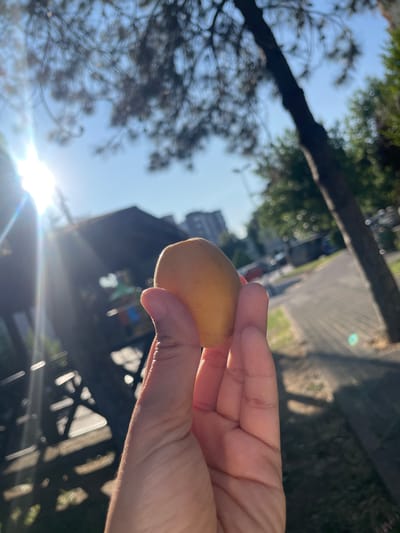 A hand holds a single, small, oval, light-yellow fruit in front of a blurred outdoor scene. The background shows a sun-drenched street with a paved walkway and grass on the side. Trees with dark foliage and a building are visible in the distance. The sun's rays create lens flares, suggesting it is midday or late afternoon. The environment appears to be a residential or park area within the city of Başakşehir, Turkey, given the architectural style and typical urban greenery. The image is taken from a low angle, looking up towards the sky and the fruit.