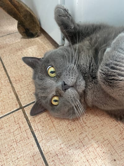 A grey cat is lying on its back on a tiled floor. The cat has large, yellow eyes with black pupils. Its paws are extended upwards. In the background, there is a white wall and a brown, cylindrical object. The tiled floor has a light brown color with a textured pattern. The scene is indoors. The location is not specified in the image, and therefore cannot be determined.
