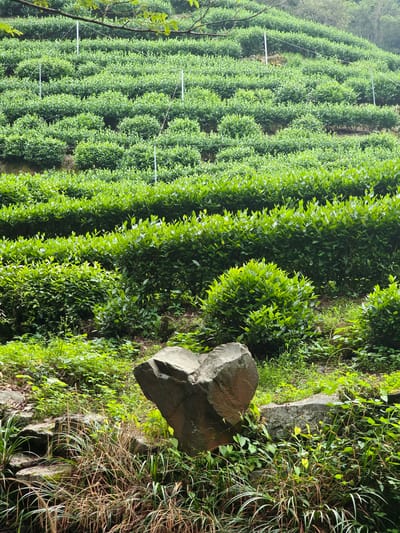 In the Xihu District of China, a lush tea plantation covers a hillside. The image captures rows of meticulously pruned tea bushes, arranged in neat terraces that ascend the slope. White poles and thin wires are interspersed among the plants, likely serving as supports or markers for cultivation. The terrain is uneven, with some rocky outcrops and a large, heart-shaped stone prominently positioned in the foreground amidst overgrown grass and smaller greenery. The overall impression is one of natural beauty and careful agricultural practice within a hilly environment.