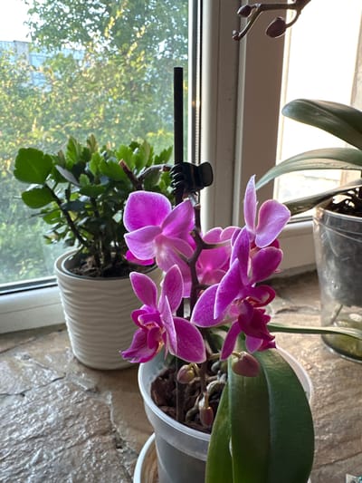 This image depicts a windowsill in Podilsk, Ukraine, adorned with potted plants. In the foreground, a vibrant purple orchid blooms, its delicate petals catching the light. To the left, a potted green plant with broad leaves adds a touch of lushness. The windowsill itself is made of textured stone, providing a rustic base for the botanical display. Through the window behind the plants, glimpses of trees and a building suggest an urban setting. The overall scene evokes a sense of natural beauty thriving indoors, even within a city environment.