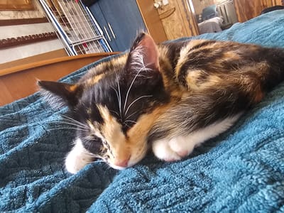 A calico kitten sleeps on a textured, teal blue blanket. The kitten's fur exhibits patches of black, white, orange, and brown. Its eyes are closed, and its pink nose is visible. The kitten's front paws are tucked beneath its head. The background of the image shows a wooden surface, possibly a headboard, and hints of a room with furniture and decor. The scene is captured indoors.