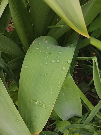 This close-up, high-angle shot captures a vibrant green plant in what appears to be a natural outdoor setting, possibly in Kuyeda, Russia. The primary subject is a large, elongated green leaf positioned centrally, covered with numerous clear water droplets of varying sizes. The droplets glisten, indicating recent rain or heavy dew.
The leaf itself exhibits prominent parallel venation running along its length. Its surface is smooth, and the water beads on it suggest a waxy or hydrophobic quality. Surrounding this central leaf are other similar green leaves, creating a dense background of foliage. Some leaves are in sharp focus, while others recede into a slightly blurred background, adding depth to the image.
In the gaps between the leaves, hints of darker earth or dried plant matter can be seen, along with occasional small, indistinct yellowish or orange specks, which might be tiny flowers or berries. No human subjects or man-made objects are visible. The lighting appears to be natural daylight, without strong shadows, contributing to a soft, fresh aesthetic. There is no visible text. The overall impression is one of natural beauty and freshness after precipitation.