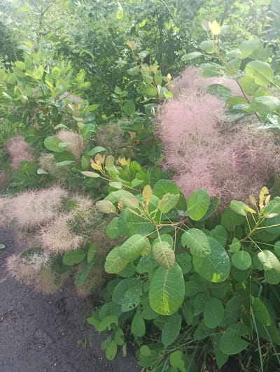 In Lativka, Ukraine, a natural scene unfolds with a focus on lush greenery and delicate pink foliage. The foreground is dominated by large, oval green leaves, some bearing small water droplets, suggesting recent rain or dew. These leaves are attached to sturdy branches, some of which display new growth with lighter, yellowish-green leaves. Interspersed amongst the green foliage are plumes of wispy, pinkish-white flowers, resembling smoke or fine mist. These feathery blooms are densely clustered, creating a soft, ethereal texture against the more solid leaves. The background is a dense mass of green foliage, with various shades indicating different types of plants or varying light conditions. The ground beneath the plants appears to be dark, possibly soil or gravel, with some dry leaves scattered on its surface. The overall impression is one of a tranquil, verdant natural environment, possibly a park or garden area.