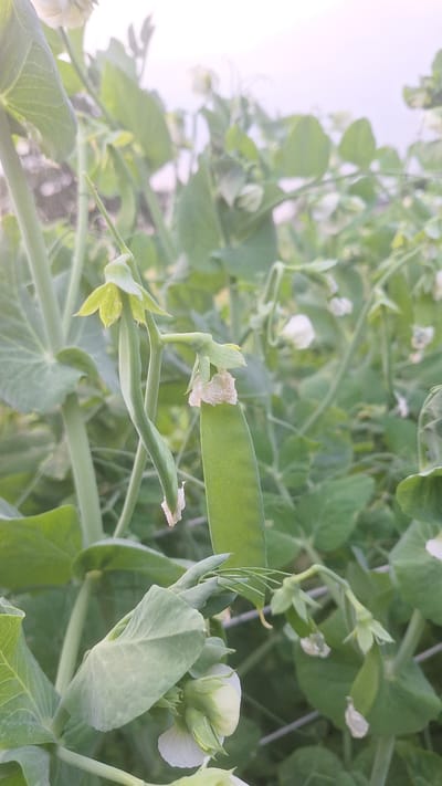 A close-up, low-angle shot captures a pea plant with developing pods and white flowers. The foreground is dominated by a thick, pale green stem and large leaves. To the left of the frame, a long, slender pea pod hangs downwards, still enclosed in its papery sepals. To the right, a wider, more developed pea pod is visible, also with remnants of its flower attached. Several delicate white pea flowers, some still partially closed, are scattered throughout the image, with their petals appearing translucent. The background is a soft blur of green foliage and a pale, overcast sky. The overall impression is one of natural growth and the early stages of fruit development. The scene is set outdoors, likely in a garden or agricultural field. There are no people or animals visible in the frame. The location is identified as Unknown, Latvia.