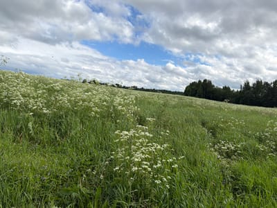 This is a landscape photograph taken in the city of Mars, Russia. The image depicts a vast, green meadow filled with tall grass and numerous white wildflowers. The meadow slopes gently upwards towards a line of dark green trees in the distance. Above the meadow, the sky is a mixture of bright blue patches and heavy, grey clouds. The overall impression is one of a natural, rural setting under a dynamic sky. There are no people or animals visible in the image. The photograph appears to be taken from a slightly elevated perspective, looking across the meadow.