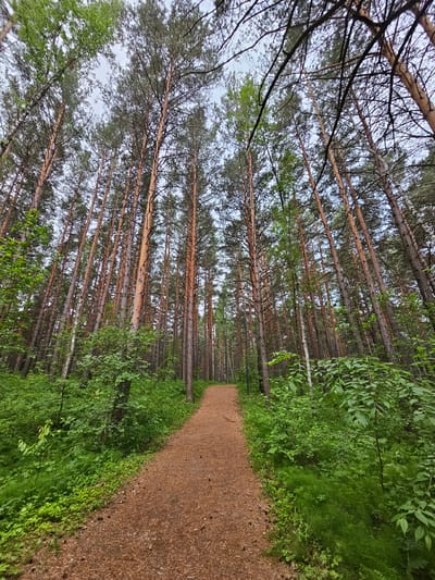 The image depicts a dirt walking path through a dense pine forest. The path, covered in pine needles and small cones, curves gently to the right and recedes into the distance. Tall, slender pine trees with reddish-brown bark dominate the scene, their branches reaching upwards towards a cloudy sky. Lush green undergrowth, including ferns and smaller bushes, lines both sides of the path. The overall impression is one of a natural, serene forest environment. The location is identified as Sosnovoborsk, Russia. There are no people or animals visible in the image.