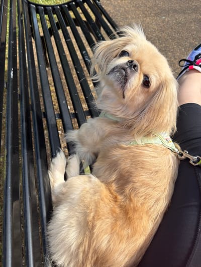 A light cream-colored Pekingese-type dog lies comfortably on a black metal slatted park bench, positioned alongside the upper right leg of a person. The dog, facing the camera, has a flat snout, dark eyes, and long fur, appearing well-groomed. It wears a light green harness adorned with a faint multi-colored pattern, to which a silver metal leash clip is attached near its left shoulder. The dog's head is tilted slightly upwards, and its gaze is directed towards the viewer. Its front paws are tucked beneath its chest, while its hindquarters extend along the bench.

The human's leg is clothed in black athletic leggings, and a portion of a multi-colored athletic shoe with prominent pink laces is visible on the right foot. The black bench features horizontal metal slats that show minor signs of wear and light-colored specks. The ground visible through and beyond the bench slats consists of light brown gravel or a similar coarse aggregate path. Green foliage is faintly discernible in the blurred background. The scene is illuminated by bright daylight, casting subtle shadows. The overall environment is consistent with an outdoor public park or promenade area within the city of Southend-on-Sea, United Kingdom.