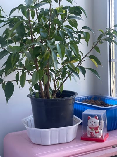 The image depicts a close-up of a potted Ficus plant with lush green leaves, situated on a pink surface. To the right of the plant, a blue plastic container filled with soil is visible, and in front of it, a small white "maneki-neko" (beckoning cat) figurine in a clear plastic case with a red base. The background consists of a plain white wall and a window with vertical blinds. The lighting suggests it is daytime. The scene appears to be indoors, likely a windowsill. No people or actions are observable. No information about the city of Ivanovo, Russia, is present in the image.