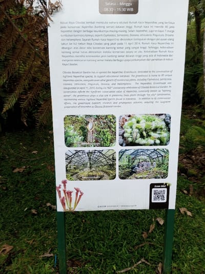 A white rectangular informational sign, mounted on a dark green metal pole, is positioned outdoors in a natural setting. The sign's text, presented in both Indonesian and English, describes the Nepenthes Greenhouse at Cibodas Botanical Garden, Indonesia, detailing its conservation and educational initiatives for Nepenthes and other carnivorous plants. Operating hours "Selasa - Minggu 08.30 - 15.30 WIB" are displayed at the top. Four square photographs on the sign illustrate: a close-up of a Nepenthes pitcher plant, a cluster of Cephalotus pitcher plants, the interior of a greenhouse with plants and its structural framework, and a group of individuals standing inside a similar greenhouse. An illustration of Sarracenia pitcher plants is located at the bottom left of the sign, with a "Scan Me!" QR code and "kebunraya.id" web addresses at the bottom right. The background features blurred green foliage, including ferns, while the foreground consists of green grass scattered with dry brown leaves and small twigs.