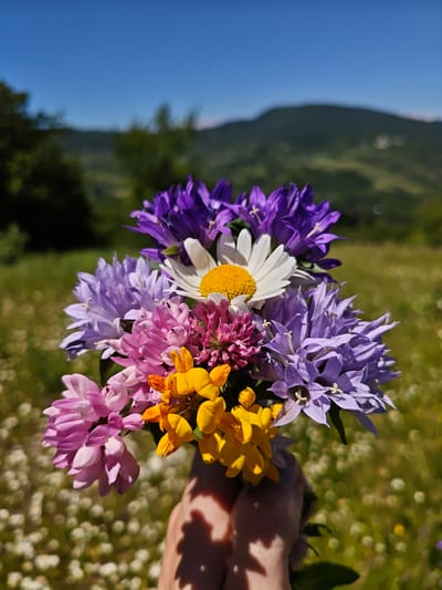 A hand holds a bouquet of colorful wildflowers against a backdrop of rolling green hills under a clear blue sky. The bouquet is a vibrant mix of purple bellflowers, pink clover, delicate white daisies with bright yellow centers, and small yellow flowers. The flowers are tightly clustered, creating a rich tapestry of color and texture.
The scene suggests a warm, sunny day, likely in the late morning or early afternoon, given the bright sunlight and clear sky. The background is a soft focus of a lush meadow dotted with tiny white flowers, giving way to darker green trees and then the gentle slopes of distant mountains. The overall impression is one of natural beauty and simple joy, possibly a moment of appreciation for the outdoors or a small gift of nature. There is no visible text. The location is identified as Ukeshi, Georgia.
