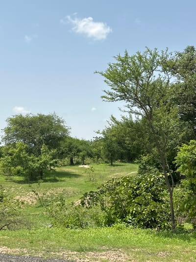 A wide shot of a natural landscape in Atawa, Nigeria, under a partly cloudy sky. In the foreground, a patch of gravelly earth transitions into lush green grass. The middle ground features a rolling, grassy terrain dotted with trees of various sizes and densities. A prominent large tree with a rounded canopy stands to the left, while a sparser, more open area with a dirt path winds through the center. The background is filled with more trees and foliage, suggesting a wooded area or savanna. The overall impression is one of a sunny, rural environment. No people or animals are visible in the frame.