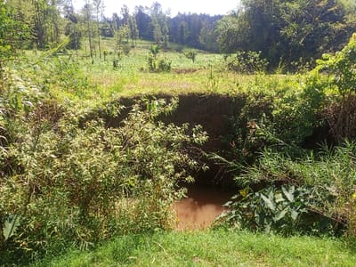 The image displays a natural outdoor environment in Kahuro, Kenya, under direct sunlight. In the foreground, green grass transitions into a narrow channel containing muddy-brown water. This water body is bordered by dense green vegetation, including tall grasses and broad-leafed plants. An exposed reddish-brown earth bank rises immediately beyond the water. Further back, a vegetated field extends, featuring various green plants and scattered smaller trees. The background is composed of a dense line of mature trees against a bright, clear sky. No human subjects, animals, or artificial structures are discernible within the frame.