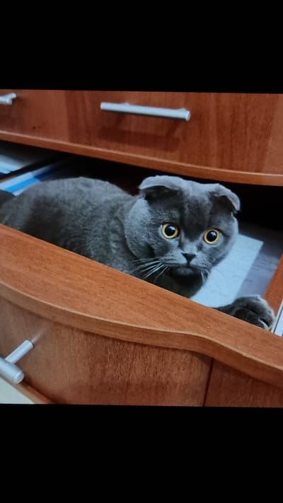 A grey Scottish Fold cat with bright yellow eyes is peeking out of an open drawer. The cat is positioned in the center of the image, with its body mostly hidden inside the drawer and only its head and front paws visible. The drawer is made of dark brown wood and has a silver handle. The background consists of more drawers and a hint of a blue and white object inside the drawer with the cat. The image appears to be taken indoors, likely in a residential setting. The cat's expression is alert and curious. There is no information available about the location being in Vysokoe, Russia.