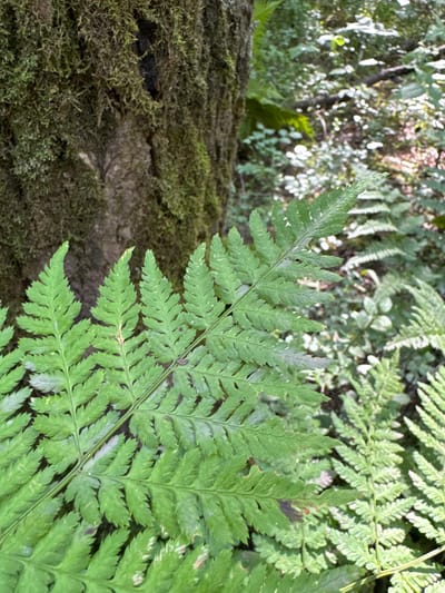 A close-up, eye-level shot captures a vibrant green fern frond dominating the foreground. The frond extends from the bottom left corner upwards and to the right, revealing intricate, serrated leaflets. Behind the fern, the textured, moss-covered bark of a tree trunk is visible on the left. The background is a softly blurred forest scene, characterized by dappled sunlight filtering through the leaves, with other ferns and greenery creating a sense of depth and lushness. The overall impression is one of a natural, tranquil environment, likely in a forest or wooded area within or near Узигонты, Russia.
