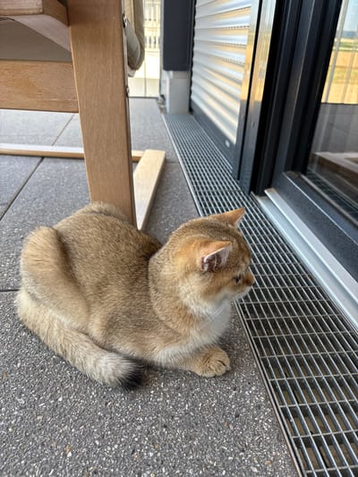 This image shows a golden cat sitting on a grey, textured outdoor surface, likely a patio or balcony, in Bönnigheim, Germany. The cat is facing away from the camera, with its head turned to the right. Its fur is a light golden or champagne color with some darker tabby markings visible on its ears and back. The cat's right paw is resting near its body.

In the background, a metal grate runs horizontally across the scene, parallel to a dark, sleek sliding door or window frame. Reflections of buildings and perhaps trees are visible in the glass. To the left of the cat, a portion of a light-colored wooden chair or bench is visible, with a cushion peeking out from behind it.

The lighting suggests it is daytime, possibly sunny, given the bright reflections. The overall scene conveys a sense of peaceful relaxation, with the cat seemingly enjoying a moment outdoors. There is no visible text in the image.