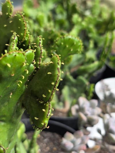 A close-up, eye-level shot focuses on the intricate details of a vibrant green cactus. The cactus's segmented, fleshy pads are lined with small, reddish-brown areoles from which tiny, pale green growths sprout. A delicate strand of spiderweb is visible on one of the pads. In the background, other green cacti and a cluster of muted, pastel-colored succulents blur into soft focus, suggesting an outdoor nursery or garden setting. The lighting appears natural, casting a gentle glow on the plants. The scene, specifically the cactus, is located in Bireuenmeunasahreuleut, Indonesia.