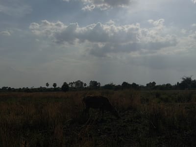 A brown cow is grazing in a field of dry grass in Thaiyur, India, under a cloudy sky. The sun is shining through the clouds, creating beams of light. The field is surrounded by trees in the distance. The image is taken from a medium distance, capturing the cow and its surroundings. The overall mood of the image is peaceful and natural.
