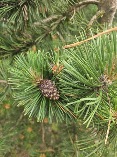 A close-up, shallow-depth-of-field shot captures a pine cone nestled amongst the needles of a pine tree branch. The pine cone is dark brown and measures approximately 2-3 cm in length. The pine needles are a vibrant green, some with a slight yellowish tint at their tips. The background is a soft blur of green foliage, suggesting a natural outdoor setting. No people or specific landmarks are visible in the image. The scene is likely located in a forested area within or near St. Moritz, Switzerland, a popular mountain resort town known for its alpine environment.