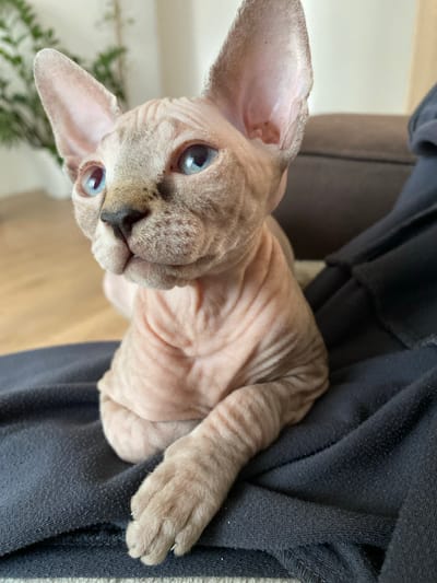 A close-up, slightly rotated image shows a hairless cat with light blue eyes nestled on a dark-colored garment, likely clothing, that is on top of a brown sofa. The cat is pale pinkish-grey with many wrinkles. Part of the cat’s face and one ear are visible. The background includes a wooden floor and what appears to be a green potted plant. The location in Chemoshur, Russia, is not discernible from the image.