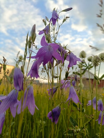 The image presents a low-angle perspective within a dense field of flora in the city of Gabdyukovo, Russia. The primary subjects are numerous purple, bell-shaped flowers, consistent with the Campanula genus, prominently displayed in the foreground and midground. These flowers exhibit vibrant purple petals and are supported by slender green stalks, some of which feature unopened buds. Interspersed among the bellflowers is a thick growth of various green grasses and other herbaceous plants, creating a verdant texture that dominates the lower half of the frame. In the mid-distance, spherical white flower clusters, resembling clover, are visible above the general vegetation line.
The upper portion of the scene is occupied by an expansive sky, characterized by scattered white cumulus clouds against a clear, light blue background. In the distant background, partially obscured by the natural growth, multiple man-made structures are discernible. One building on the right features a distinct gable roof with a lighter peak and darker, possibly reddish-brown, walls. Another structure to the left appears lighter in hue, possibly yellow or beige, with its roofline also visible. The lighting conditions suggest natural daylight, illuminating the scene uniformly without harsh shadows. No individuals, animals, or explicit actions are present within the frame.