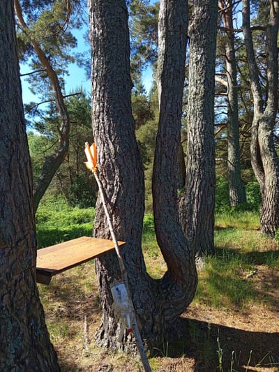 The image displays a sunlit forest scene dominated by mature pine trees. A clear blue sky is visible between the tree canopies. In the foreground, three thick pine trunks stand prominently. The leftmost trunk is partially visible. The two central trunks are close together, with the central-right trunk exhibiting a distinct, deep curve at its base, bending towards the central-left trunk. All visible tree trunks feature coarse, fissured bark mottled with patches of light green and grey lichen.

A light brown wooden plank, acting as a makeshift shelf or seat, is horizontally attached between the leftmost foreground trunk and the central-left trunk. Leaning against the central-right curved trunk is a natural wooden stick or staff. An orange, flattened plastic object, resembling a modified container, is secured to the upper portion of this stick. Further down the stick, a clear plastic bottle with a red cap is attached.

The forest floor is covered with a mix of dry pine needles, scattered patches of green grass, and exposed soil. Sunlight casts distinct shadows on the ground. In the mid-ground and background, additional pine trees with varying trunk forms and dense green undergrowth are visible. No individuals or animals are present in the scene. The image itself does not contain information to confirm its location as Podborov'e, Russia.
