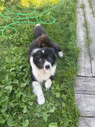 A black and white shaggy dog is lying on green grass next to a wooden walkway. The dog has a fluffy mane and tail, and its tongue is hanging out. The grass is green and lush, with some small white flowers and broad green leaves scattered throughout. A green garden hose is coiled on the grass in the upper left corner of the image. The wooden walkway is made of weathered planks and runs along the right side of the image. The scene appears to be in a backyard or garden.