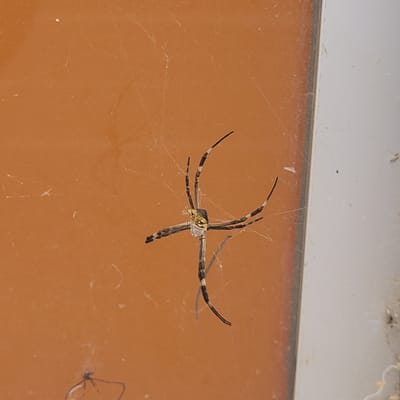 A banded garden spider (Argiope trifasciata) is centered in the image, suspended in its web. The background is a close-up of what appears to be an orange wall with a white trim along the top edge. The web is attached to this surface. The spider is positioned with its legs spread out, as is characteristic for this species. The web shows the typical structure of an orb-weaver spider's web. Small specks are scattered on the white trim and orange wall, possibly debris or insects. The image offers no additional details suggestive of a specific location within San Fernando del Valle de Catamarca, Argentina, or any information about people, interactions, or actions related to the spider and its environment.