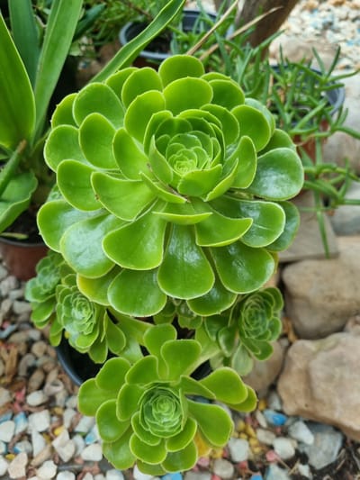 The image shows a close-up of several succulent plants, with a focus on a large, vibrant green succulent in the center. Its leaves are arranged in a tight, rosette pattern, with each leaf slightly curved and edged with fine white hairs. Smaller rosettes of the same type of succulent are visible below and to the left of the main plant. In the background, other greenery and potted plants are present, along with rocks and gravel. The overall setting appears to be an outdoor garden or patio. The image does not contain any people or identifiable landmarks that would indicate its specific location in Orihuela, Spain.